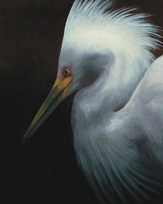 Snowy Egret PRINT 9x12
