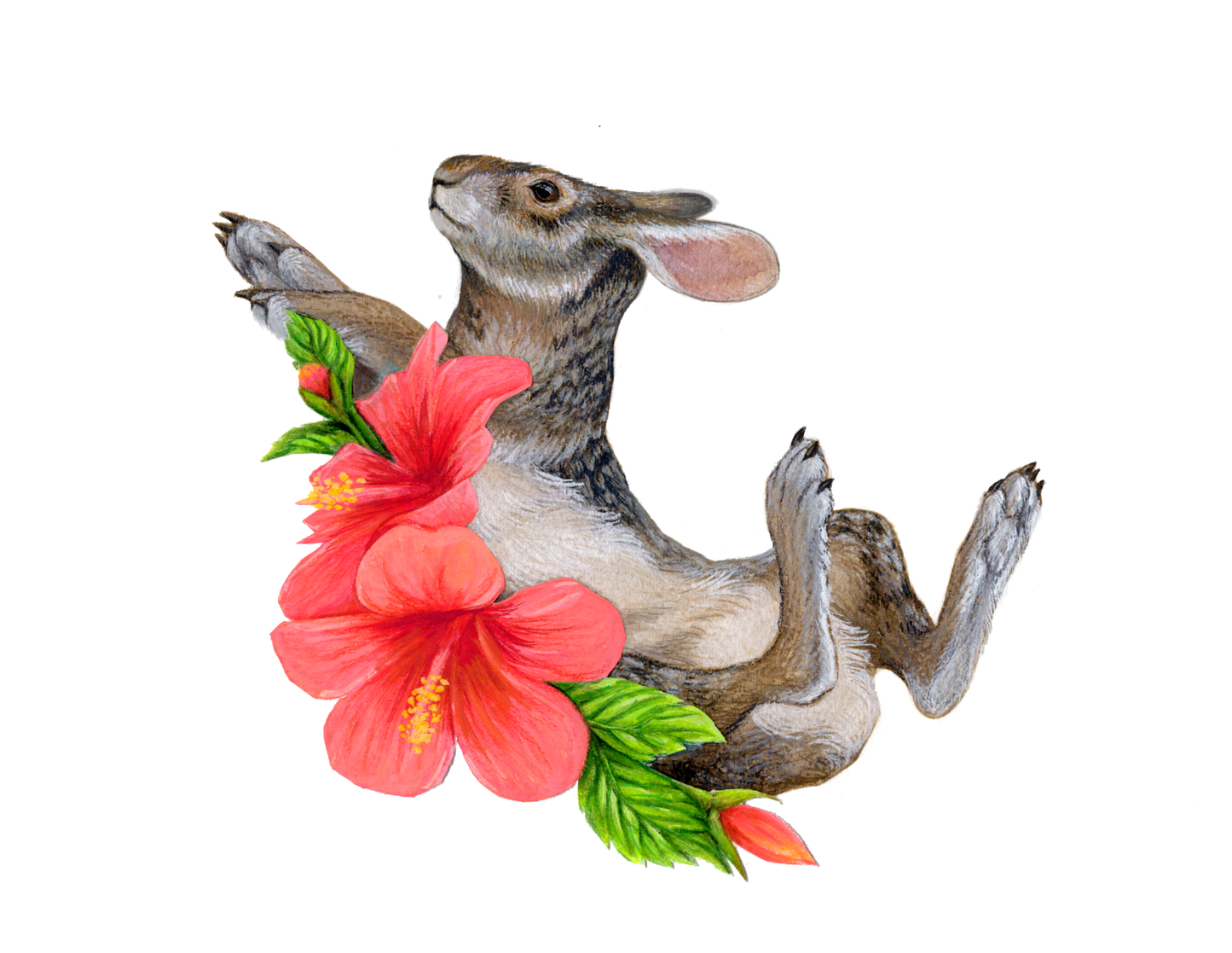 Marsh Rabbit and Hibiscus