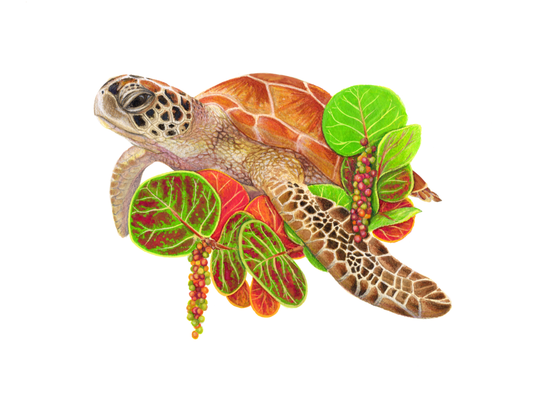 Green Sea Turtle and Sea Grape