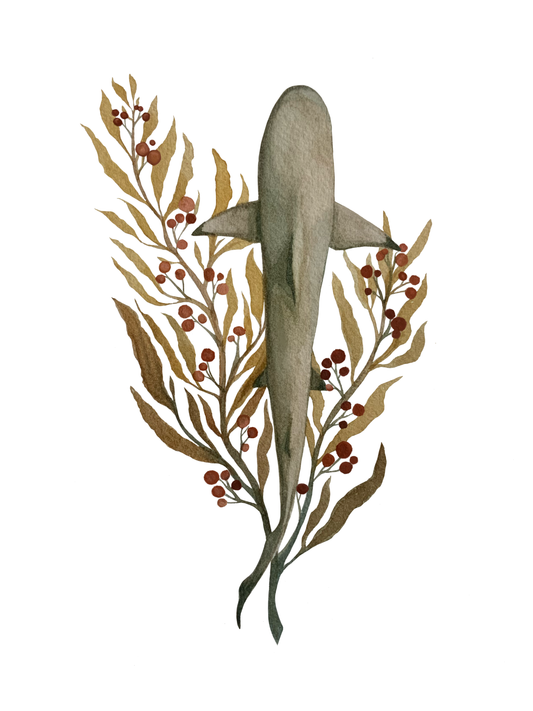 Black Tip Shark and Sargassum Weed