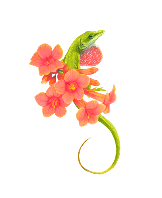 Green Anole and Creeping Trumpets
