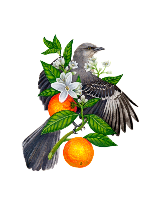 Mockingbird and Orange Blossom